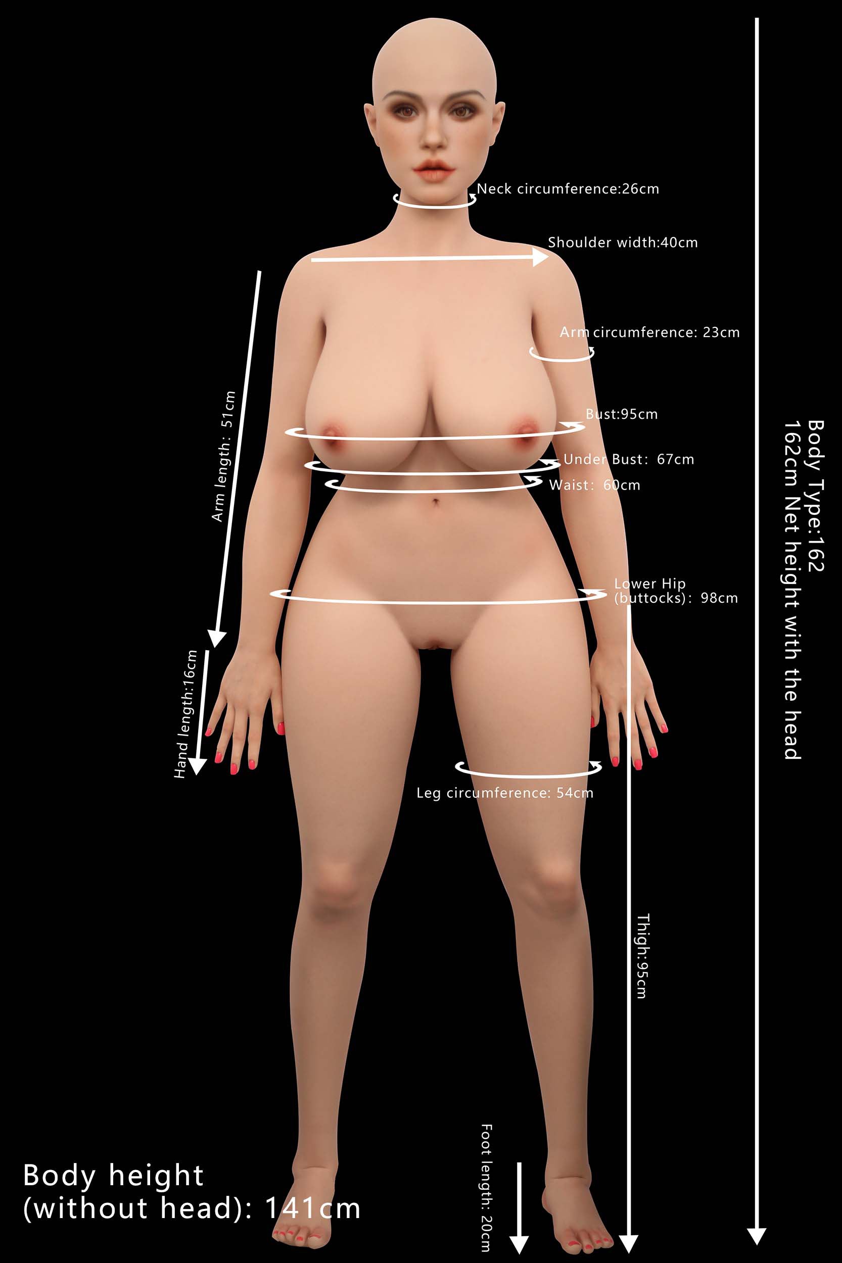Proportions and measurements image