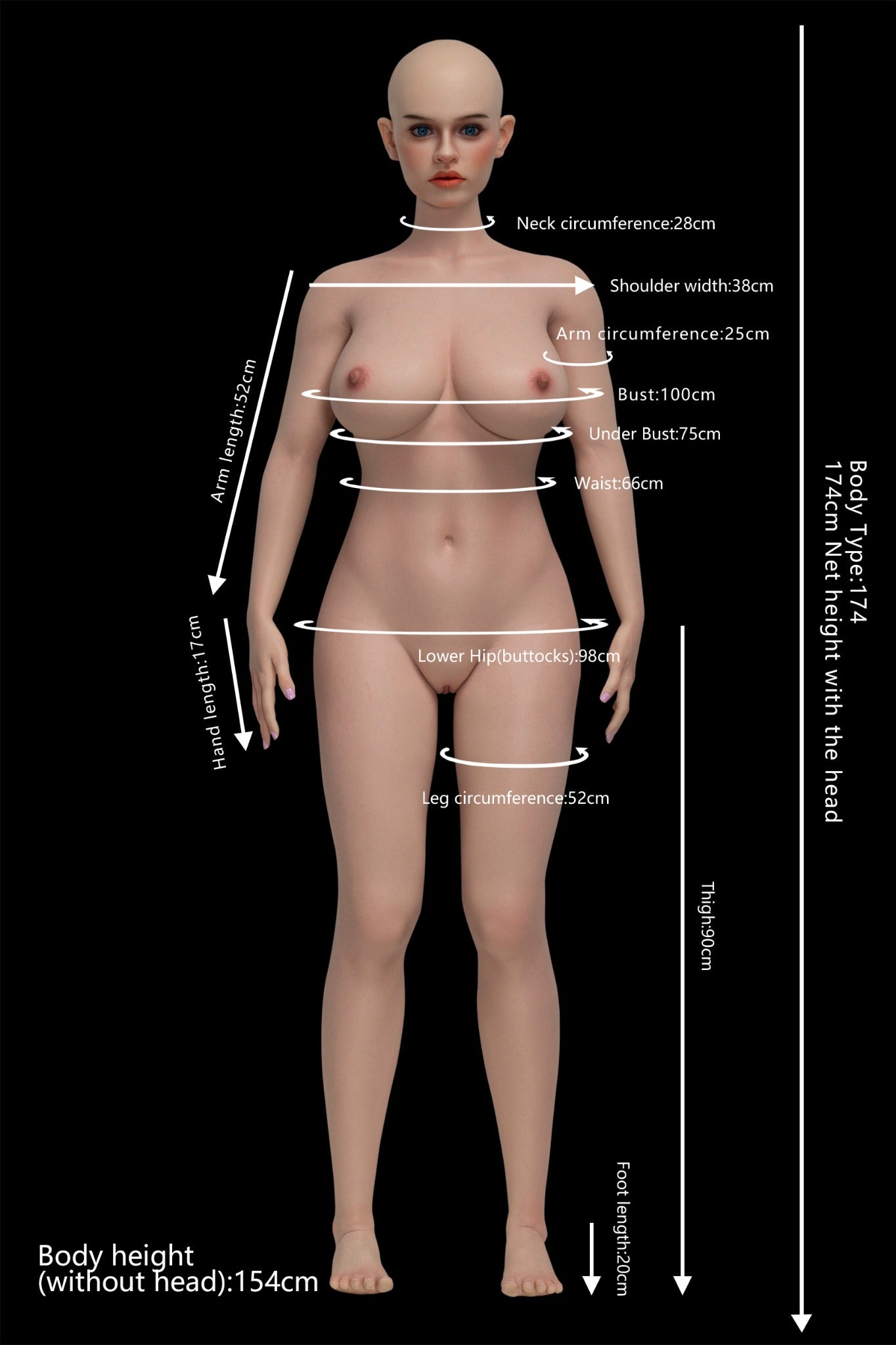 Proportions and measurements image