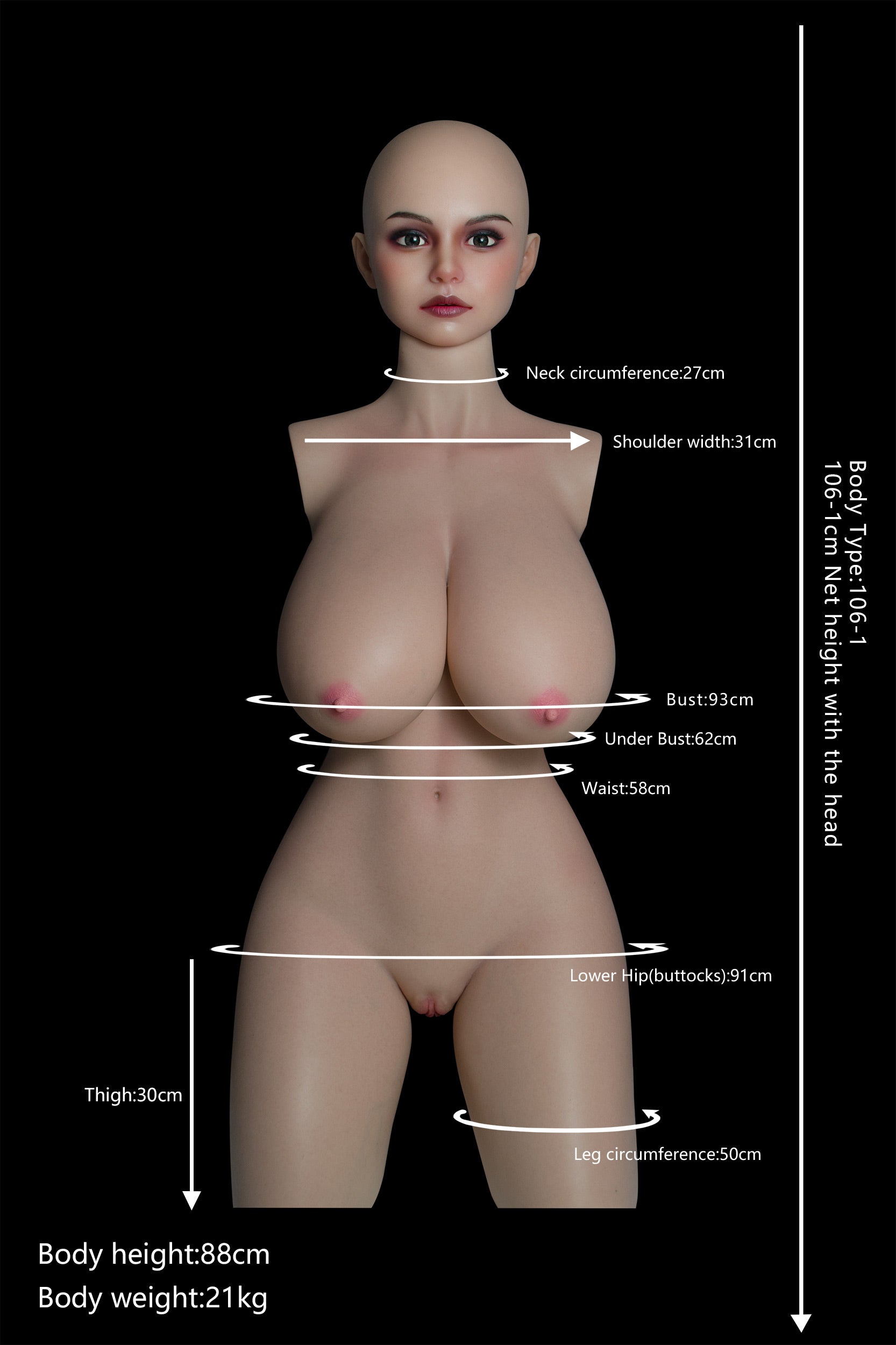Proportions and measurements image