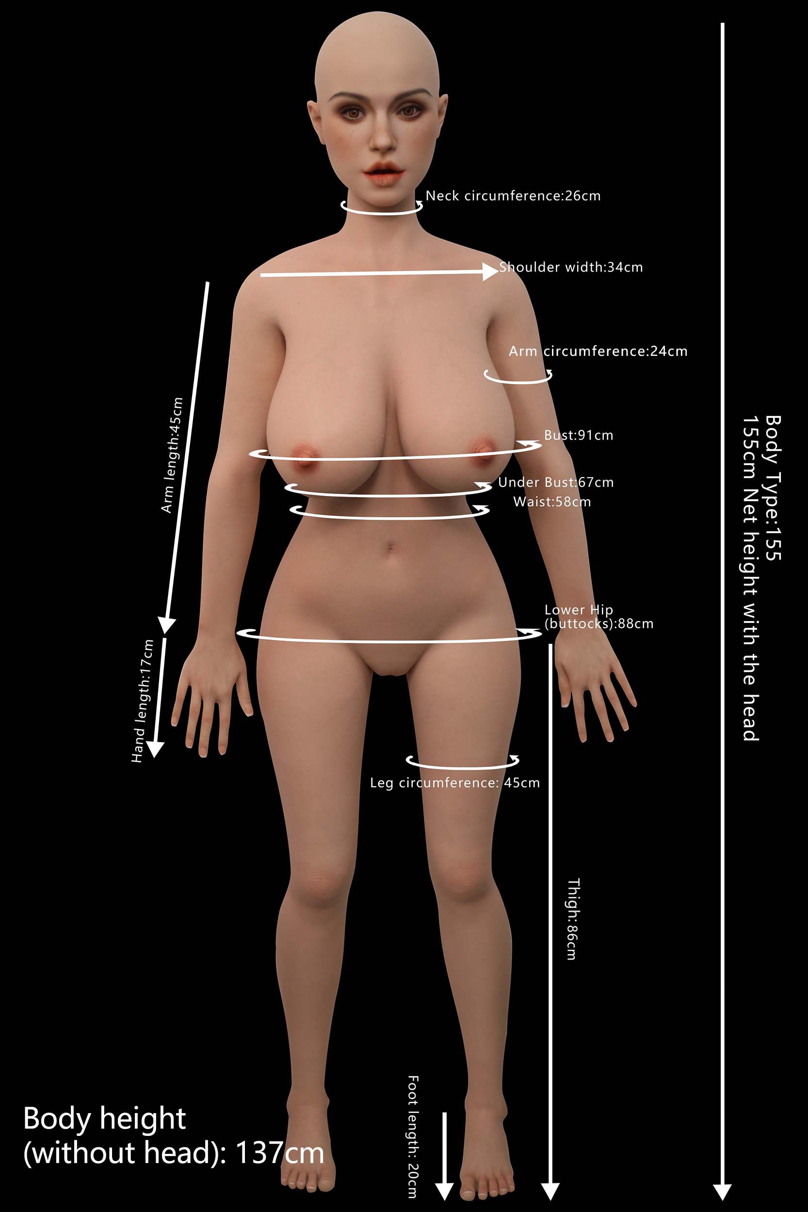 Proportions and measurements image