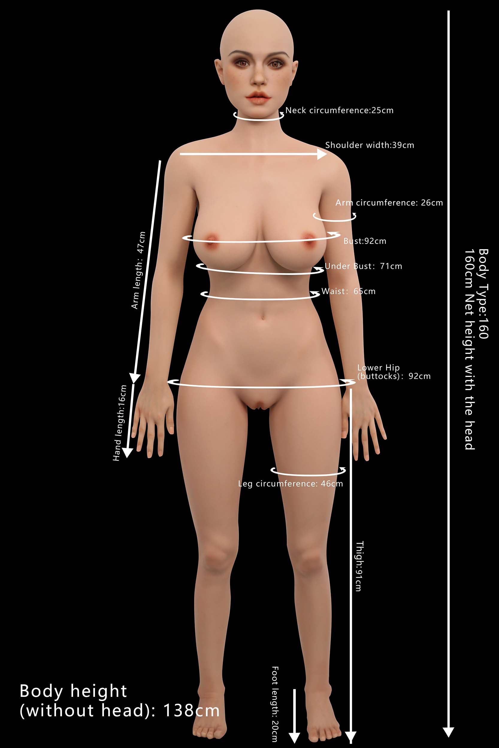 Proportions and measurements image