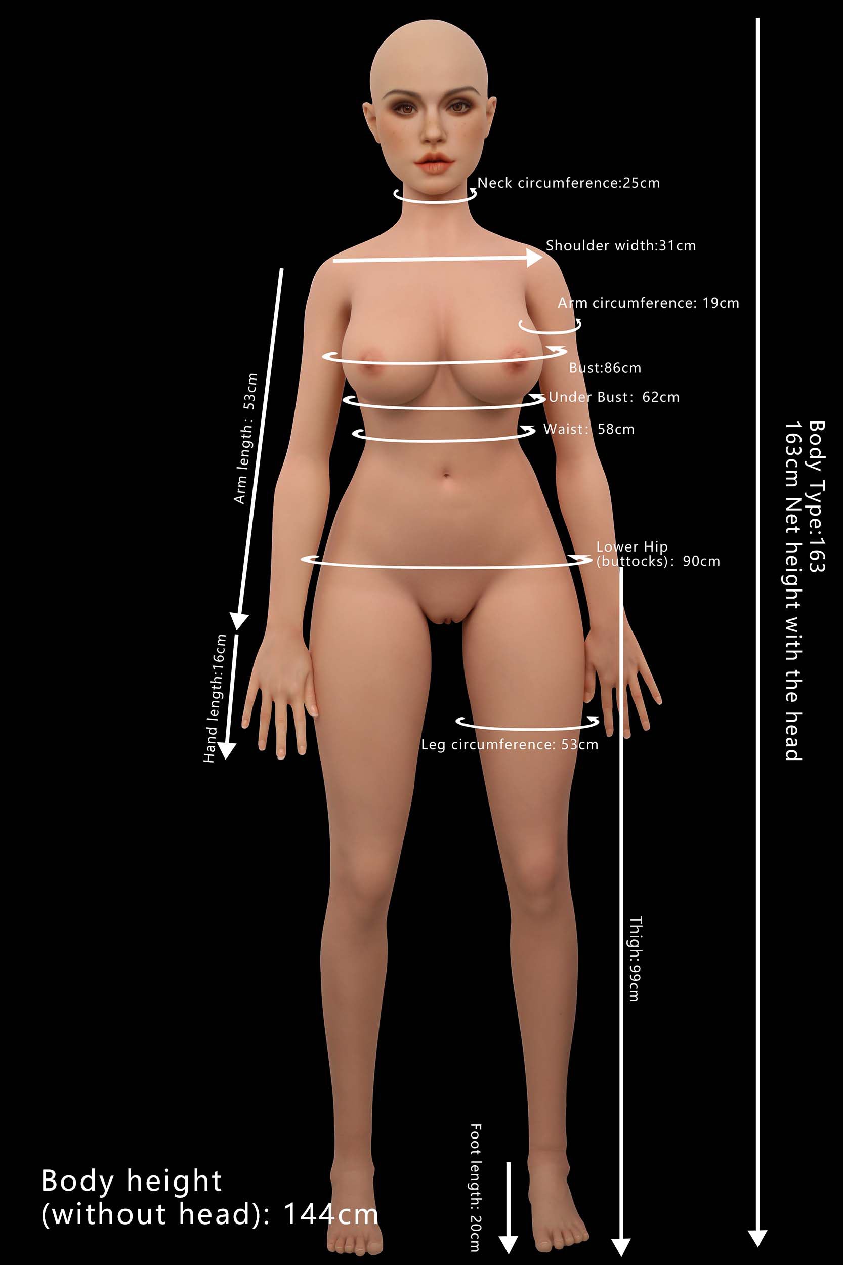 Proportions and measurements image
