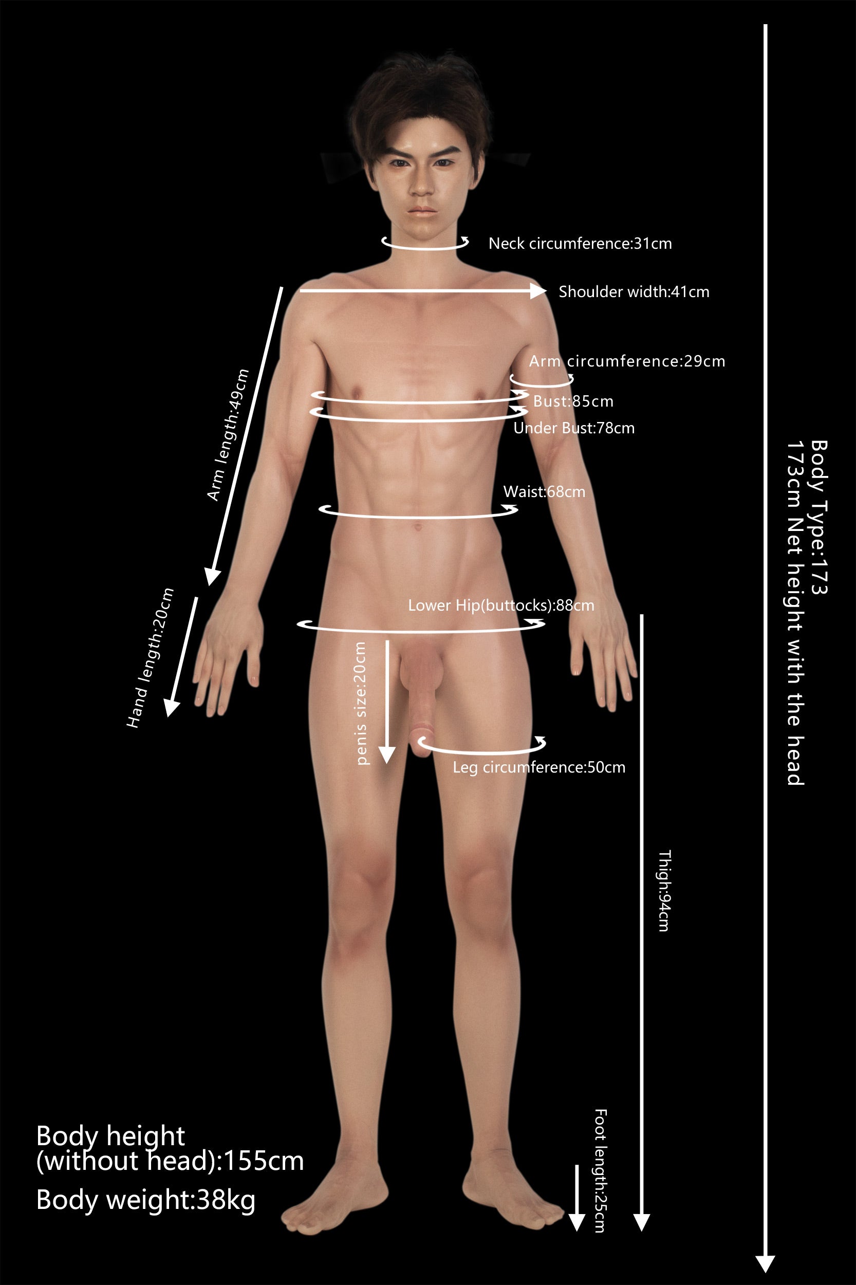 Proportions and measurements image