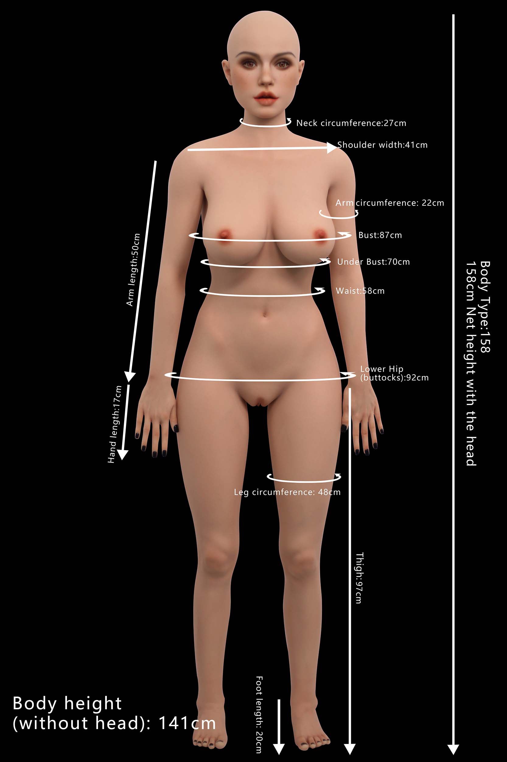 Proportions and measurements image