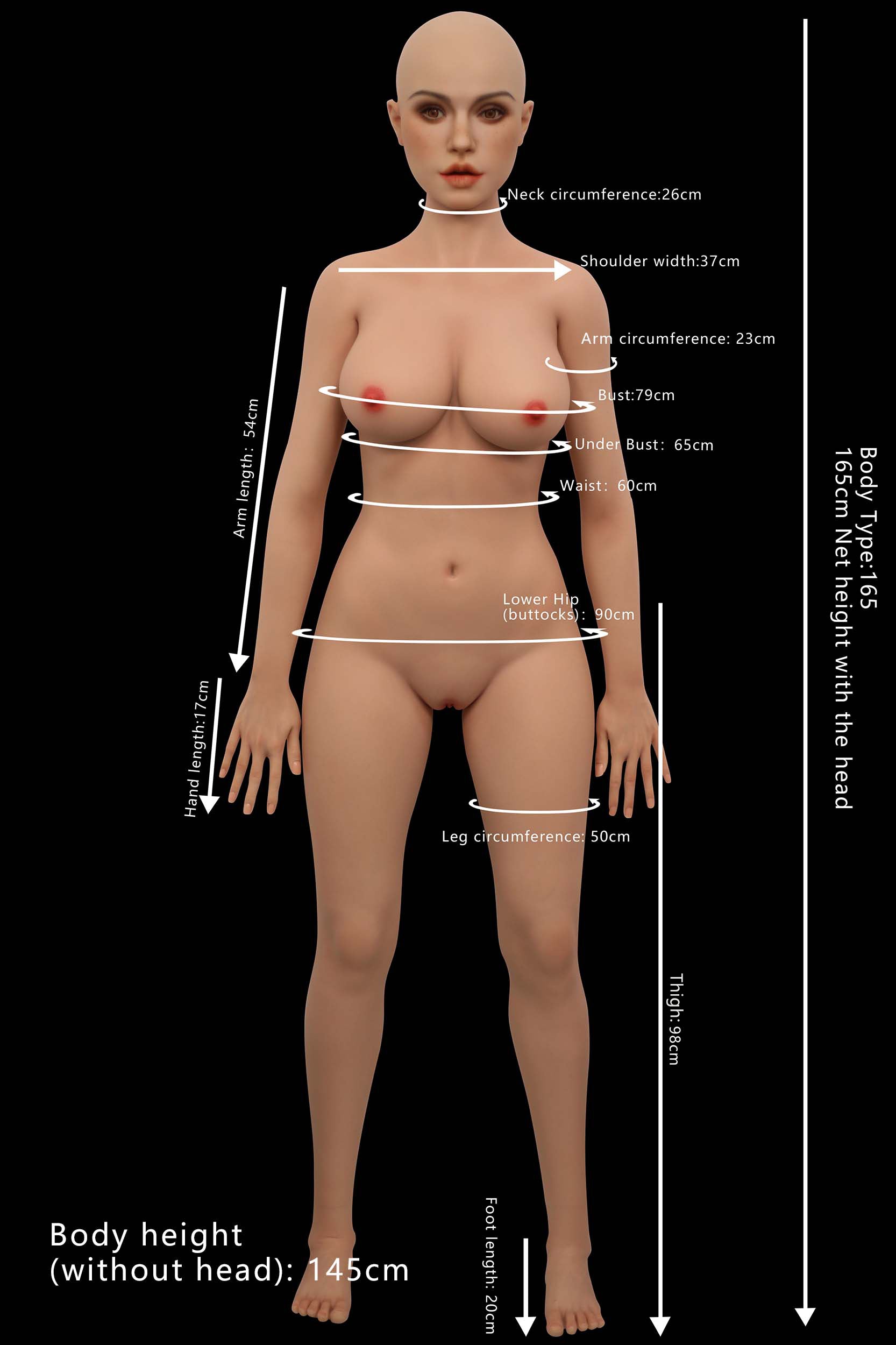 Proportions and measurements image