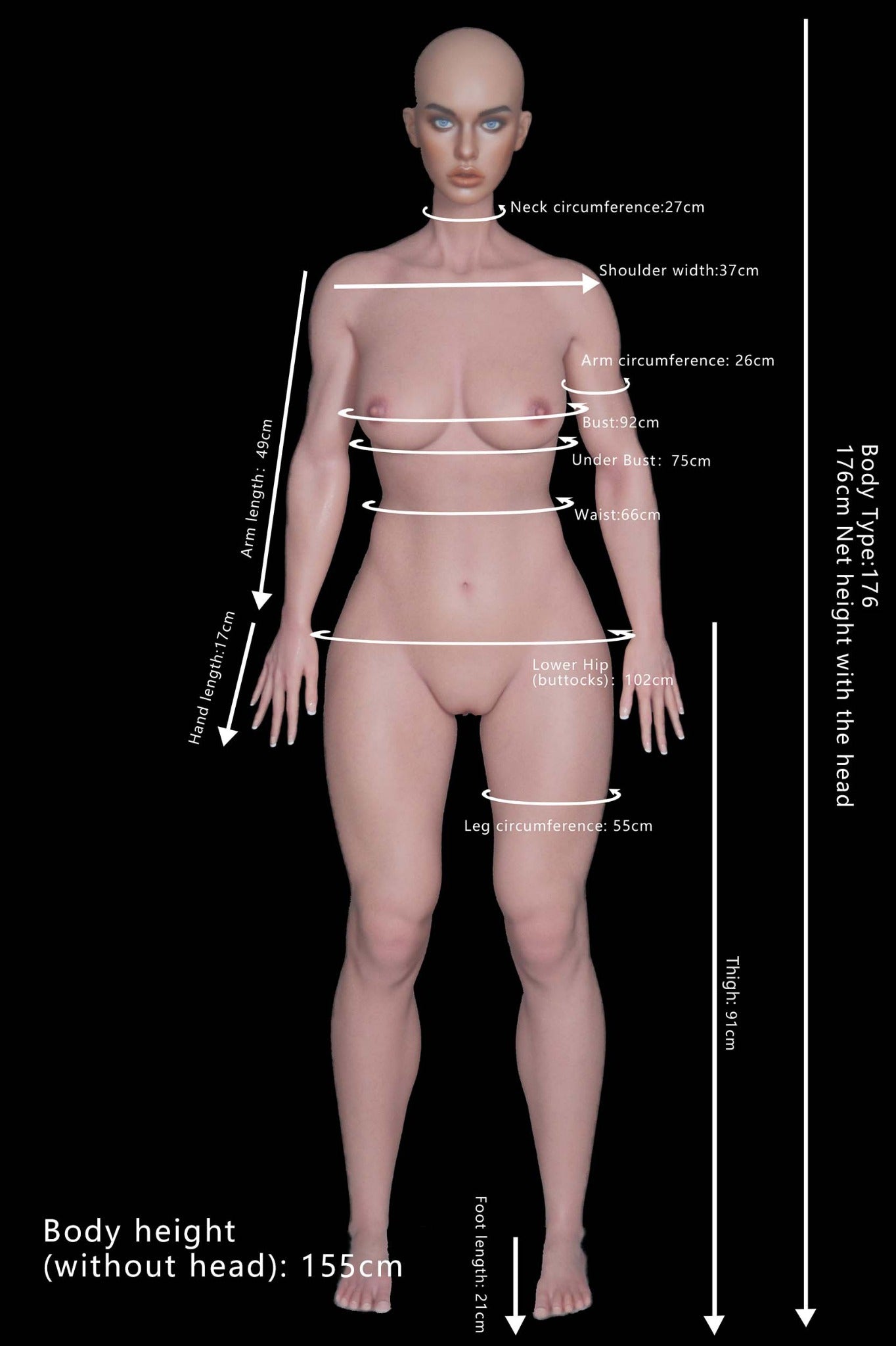 Proportions and measurements image